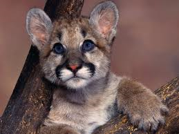 cougar