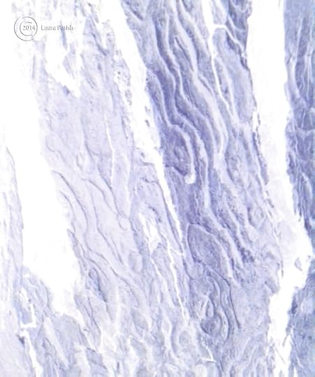 Bark patterns invert layers