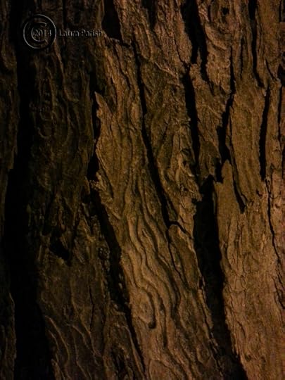 Bark patterns