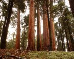 california-giant-sequoia-trees