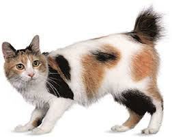 JapaneseBobtail