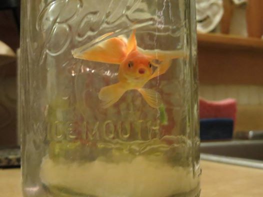 Photo: Ripple is doing well with us! Here she is hanging out while I change her water. "Wide Mouth," indeed. :)