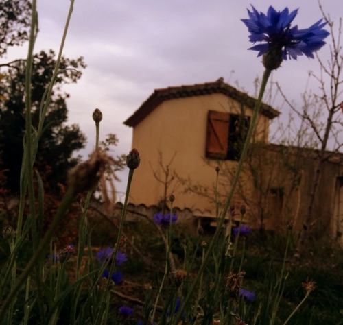 Back of house and centaur flower (c) french-word-a-day.com
