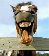 funny horse