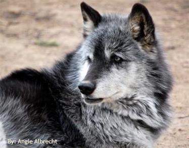 silverblack