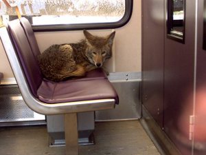 Urban coyote Dennis Maxwell_AP