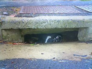 Urban_wildlife-Cape_Town-Penguins-001