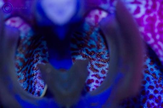 Dark orchid close up