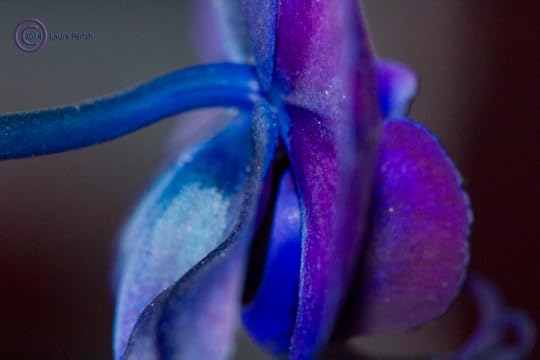 Dark orchid side profile 