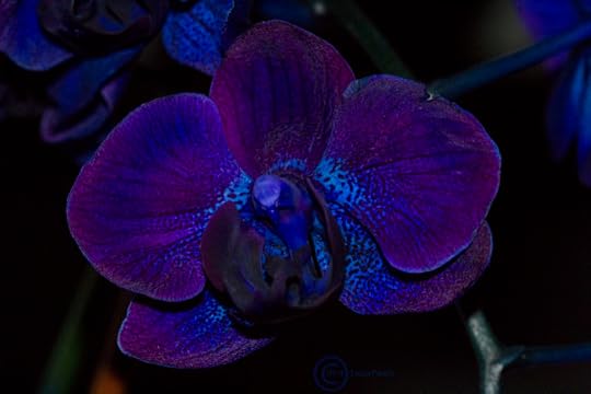 singular dark orchid