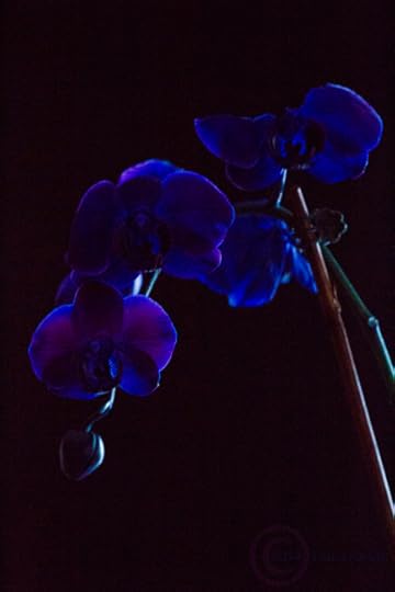 Orchid raceme dark profile