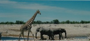 Waterhole, Etosha Game Reserve, Namibia