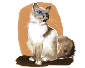 Birman Cat