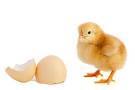images[1]