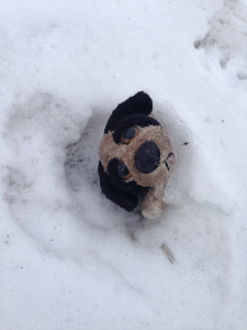 This lil' guy was once just a little bit smaller than the puppies