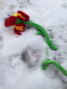 Spring flowers in bloom!