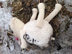 Sad Sealy posturpedic sheep. 3/8, if I remember correctly