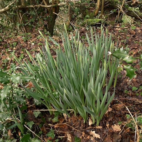 Wild daffodils