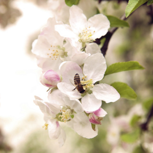 Apple Blossoms