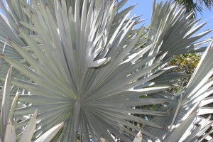 IMG_1471