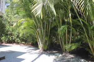 IMG_1484