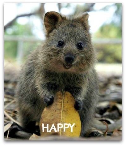 Happiest Animal Quokka
