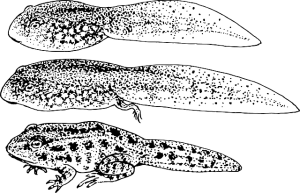 tadpole-to-frog