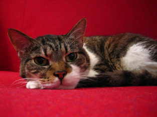 Roscoe