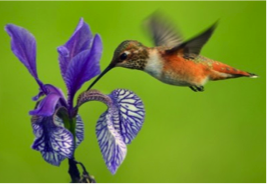 hummingbird