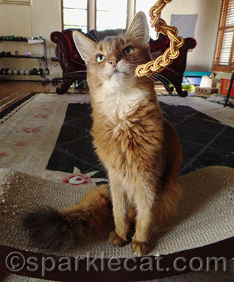 I can't wait to kill this toy!