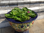 Lotus pot