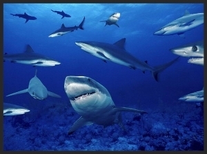  photo 3834310d-d6f7-4394-abfa-a16ebe5fd70f_zpsd874930a.jpg