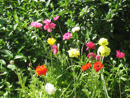 Post 97-wild flowers