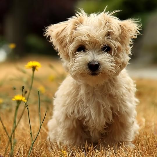 cute puppy photo: Perrito13 Cute-Puppy-Cute-Puppy-wallpaper.jpg