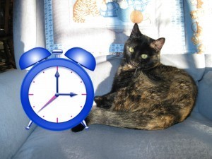 can cats tell time