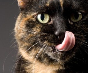 cat_tongue