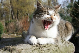 cat_bites