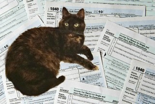 taxes_and_gratitude