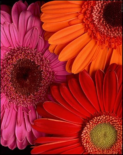  photo Three-Gerbera-Daisies-4x5-D_zpsec9de992.jpg