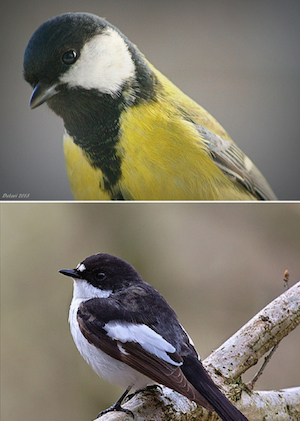 Top: Great tit. Bottom: Pied flycatcher. Flickr: http://flic.kr/p/7o6KjK http://flic.kr/p/dGnDRc
