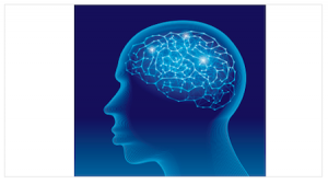 Drawing of the brain
