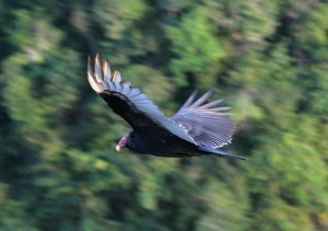 Turkey Vulture in majestic flight.