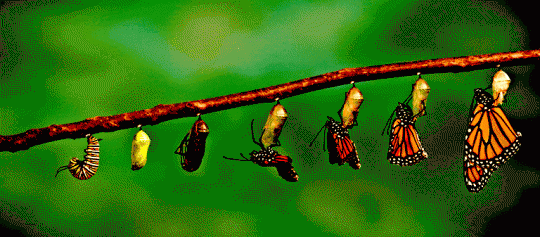 Butterfly-Metamorphosis