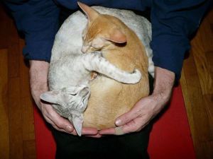 Chopin & Wazoo both lost their lives after eating chicken treats for cats. Their owner received positive results of sulfa drugs in the Catswell treats, though Dogswell/Catswell has denied culpability