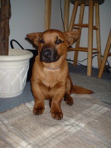 Sarge is one of the dogs who lost his life after eating Waggin Train treats. TN