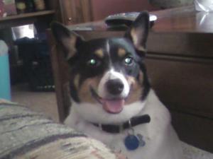 Sampson lost his life after eating Waggin Train treats. OH