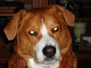 Ginger continues to receive treatment after becoming ill from eating Waggin Train/Beefeater treats. NY