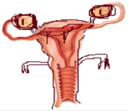        McFallopian Crotch Puppet