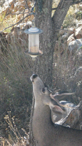 deer after bird seed