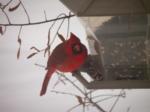 Photo courtesy of Kristin Nador - WANA Commons
